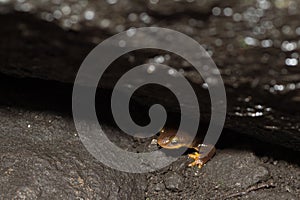 California newt Taricha torosa peeking out from under rock