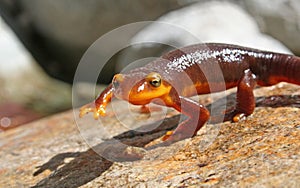 California Newt Taricha torosa posing