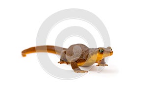 California Newt on White