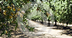 California Nuts Almond Orchard Summer Sunshine