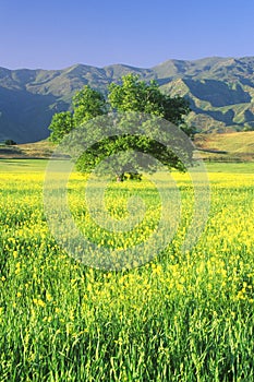 California Oak in Mustard Field with Topa Topa Mountains, Ojai, CA