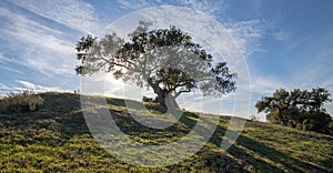 California oak tree backlit by sun in California vineyard in the USA