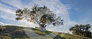 California oak tree backlit by sun rays in vineyard in the Santa Rita Hills in California USA