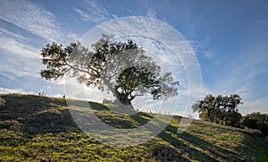 California oak tree backlit by sunlight in Santa Barbara foothills in vineyard in California USA