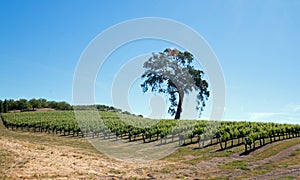 California Oak Tree in vineyards under blue sky in Paso Robles wine country in Central California USA photo