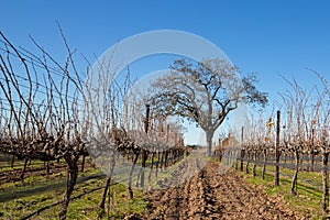 California Oak tree in winter in California vineyard near Santa Barbara California USA