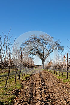 California Oak tree in winter in California vineyard near Santa Barbara hills California USA