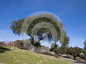 California Oak tree in winter in Central California vineyard near Santa Barbara California USA