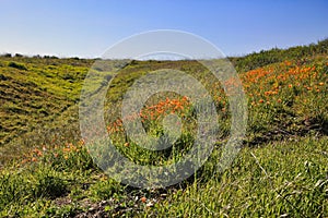 California orange Polly wildflowers field