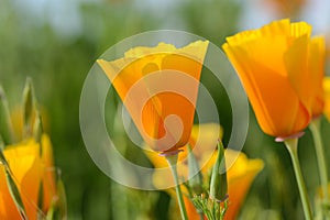 California Orange Poppy