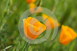 California Orange Poppy