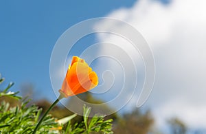 California Orange Poppy