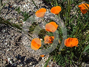 California orange poppy on the ground