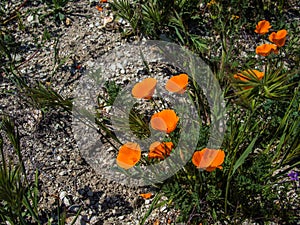 California orange poppy on the ground