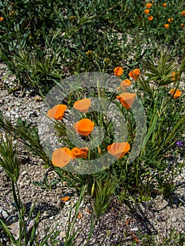 California orange poppy on the ground