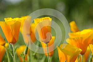 California Orange Poppy