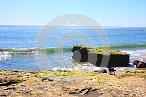 California Pacific Coastal Black dog watching by the beach