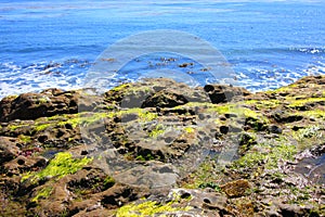 California Pacific Coastal green seaweed beach rocks