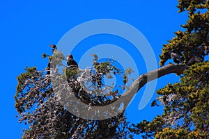 California Pacific Coastal scenery birds on the tree resting