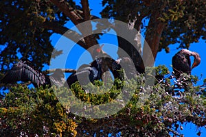 California Pacific Coastal scenery birds on the tree resting