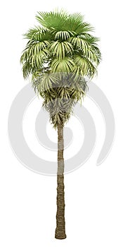 California palm tree isolated on white