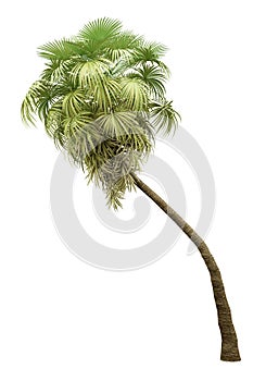 California palm tree isolated on white