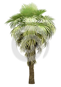 California palm tree isolated on white