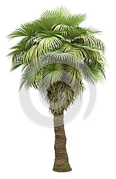 California palm tree isolated on white