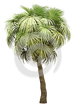 California palm tree isolated on white