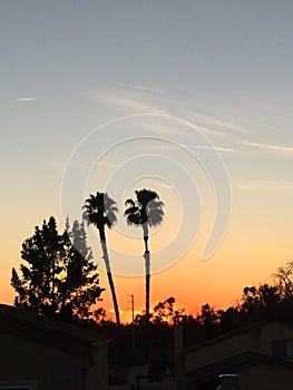 California Palm Tree Sunset Brea