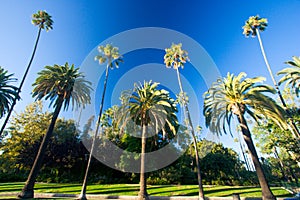 California palm trees