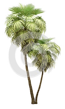 California palm trees isolated on white