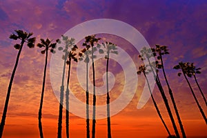 California palm trees sunset with colorful sky