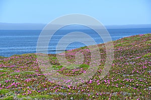 California-Panorama of Purple Ice Plant Blooms Against The Blue Sea