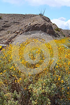 California Park Series - Anza-Borrego Desert - Brittlebush Flowering Plant - Encelia farinosa