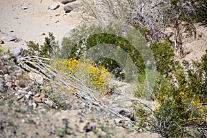 California Park Series - Anza-Borrego Desert - Brittlebush Flowering Plant - Encelia farinosa photo