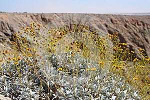 California Park Series - Anza-Borrego Desert - Brittlebush Flowering Plant - Encelia farinosa photo