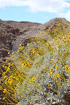 California Park Series - Anza-Borrego Desert - Brittlebush Flowering Plant - Encelia farinosa photo