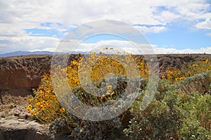 California Park Series - Anza-Borrego Desert - Brittlebush Flowering Plant - Encelia farinosa photo