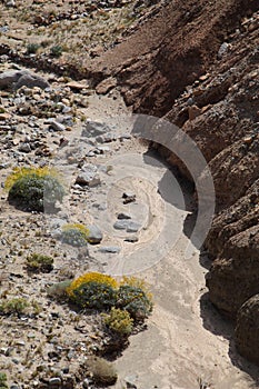 California Park Series - Anza-Borrego Desert - Brittlebush Flowering Plant - Encelia farinosa photo