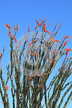 California Park Series - Anza-Borrego Desert - Ocotillo Plant - Fouquieria splendens