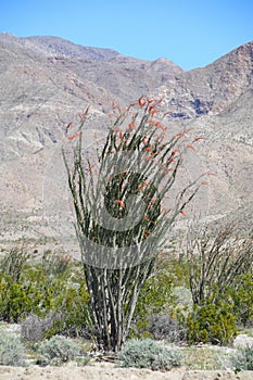 California Park Series - Anza-Borrego Desert - Ocotillo Plant - Fouquieria splendens photo