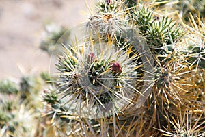 California Park Series - Blooming Cholla Cacti at Anza-Borrego Desert State Park - The Borrego Badlands
