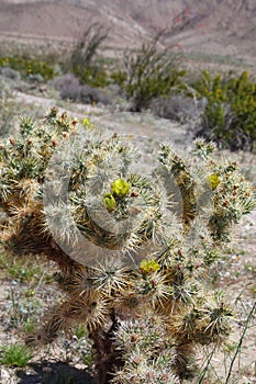 California Park Series - Blooming Cholla Cacti at Anza-Borrego Desert State Park - The Borrego Badlands