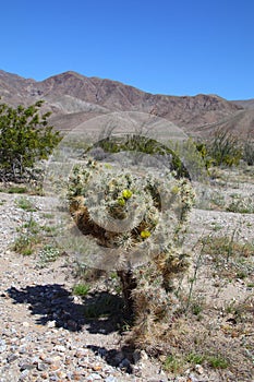 California Park Series - Blooming Cholla Cacti at Anza-Borrego Desert State Park - The Borrego Badlands