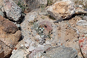 California Park Series - Granite Mixed Rock Wash - The Borrego Badlands photo