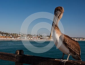 California Pelican