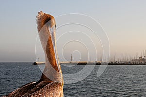 California Pelican