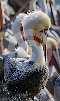 California Pelican Profile