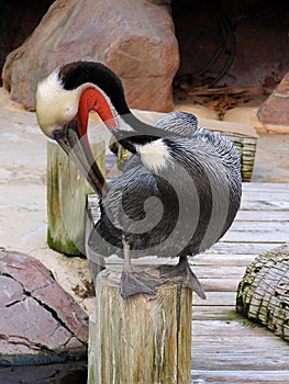 A California pelican sitting on a wooden pole